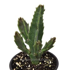 Stapelia gigantea zulu for sale  Winter