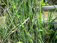 Schachtelhalm equisetum hyemal gebraucht kaufen  Schmidmühlen