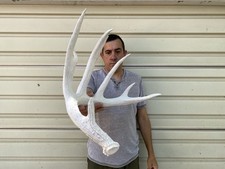 Big weathered whitetail for sale  Delphos