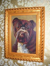 Handsome bull dog for sale  Fresno