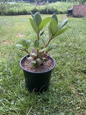 Roseum elegan rhododendron for sale  New Gloucester
