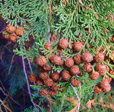 Chamaecyparis obtusa cipresso usato  Napoli