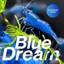 blue dreams for sale blue dreams for sale Garden Grove