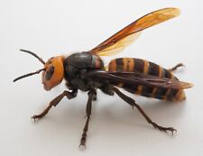 Vespa mandarinia worker for sale  WOKING