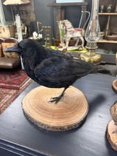Taxidermy crow for sale  DUMFRIES