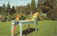 Liberty flying macaws for sale  WATERLOOVILLE