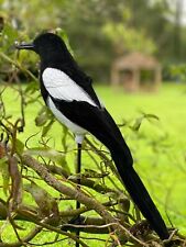 Magpie decoy flocked for sale  UK