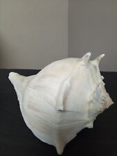 Big 10.5 conch for sale  Fargo