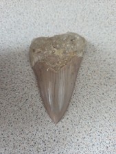Fossilised megladom tooth for sale  IPSWICH
