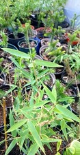 Fargesia green clumping for sale  NAIRN
