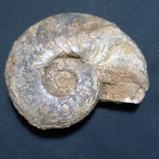 Achguigites tafilaltensis foss usato  Italia