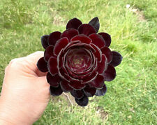 8cm black rose for sale  PAR