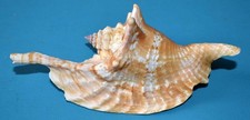 Coquillages strombus gallus d'occasion Coquillages strombus gallus d'occasion  Agde