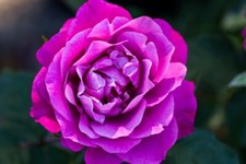 Hybrid tea rose for sale  Manchester