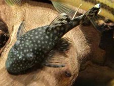 Bristlenose pleco bushynose for sale  Copperas Cove