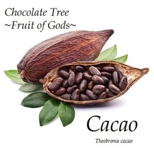 Cacao seedling cocoa for sale  Haleiwa