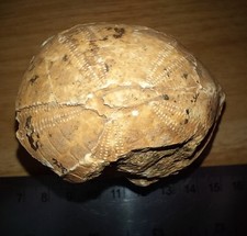 Echinoid fossil urchin for sale  THATCHAM