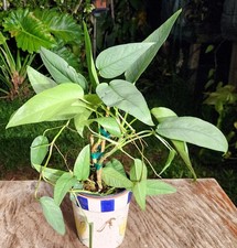 house plants 20 for sale  Hollywood