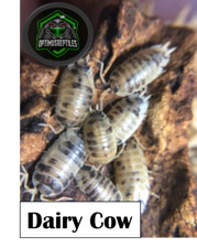 dairy cow isopods for sale dairy cow isopods for sale Delmar