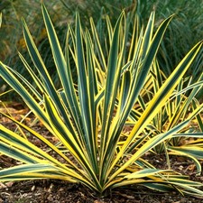 Yucca bright edge for sale  UK