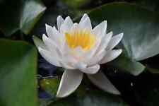 Nymphaea gladstoniana water for sale  SKEGNESS