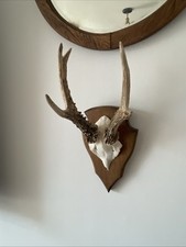 Vintage roe deer for sale  RAINHAM