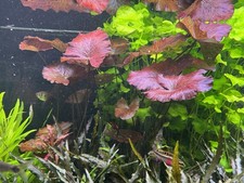 Aquarium ableger roter gebraucht kaufen  Salzhemmendorf