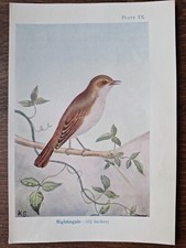 Vintage nightingale bird for sale  DERBY