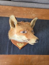 Taxidermy fox head for sale  OXFORD