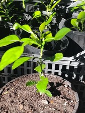 Kaffir lime plant for sale  Zolfo Springs