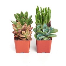 Shop succulents assorted for sale  Miami