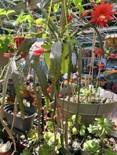 Epiphyllum .cactus orchidée d'occasion  Montpellier-