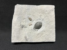 Trilobite sweet prone for sale  Mooresville
