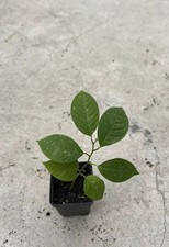 cherimoya trees for sale cherimoya trees for sale Baldwin Park