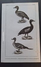 Gravure buffon oiseau d'occasion  Lunéville