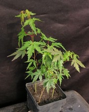 Acer palmatum arakawa for sale  Rochester