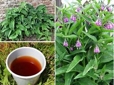 Comfrey seeds great for sale  BROCKENHURST