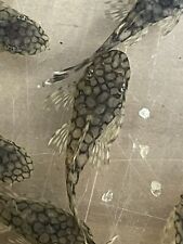 Ancistrus wabenmuster pleco d'occasion  Expédié en Belgium