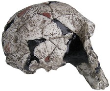Crânio do Homo rudolfensis - molde de resina sem suporte comprar usado  Enviando para Brazil