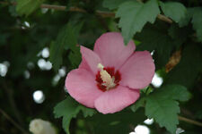 Hibiscus syriacus rosa usato  Reggio Calabria