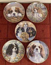 Cavalier king charles for sale  BRIDGWATER