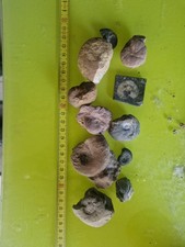 Mega lotto ammoniti usato Mega lotto ammoniti usato  Domodossola