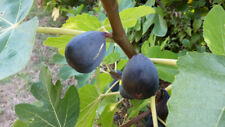 Ficus carica var. usato  Trappeto