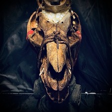 Crâne rituel animal d'occasion Crâne rituel animal d'occasion  Conques-sur-Orbiel