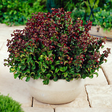 Leucothoe curly red for sale  UK