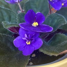 Single african violet for sale  CROYDON