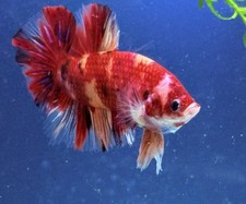 Live betta multi for sale  Tampa