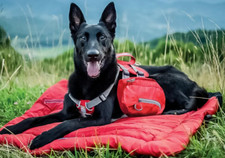 Kurgo baxter rucksack gebraucht kaufen  Roth
