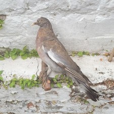 Vintage taxidermy juvenile for sale  CHESTER