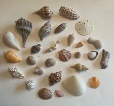 Beautiful assortment shells for sale  Sycamore